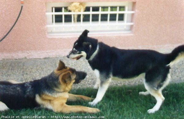 Photo de Races diffrentes