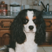 Photo de Cavalier king charles spaniel