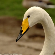 Photo de Cygne