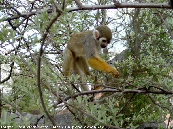 Photo de Singe