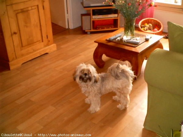 Photo de Lhassa apso