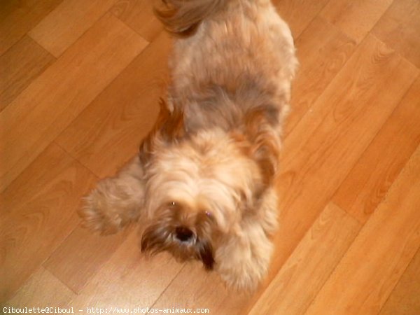 Photo de Lhassa apso