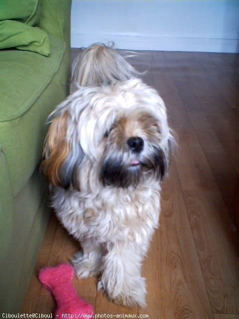 Photo de Lhassa apso