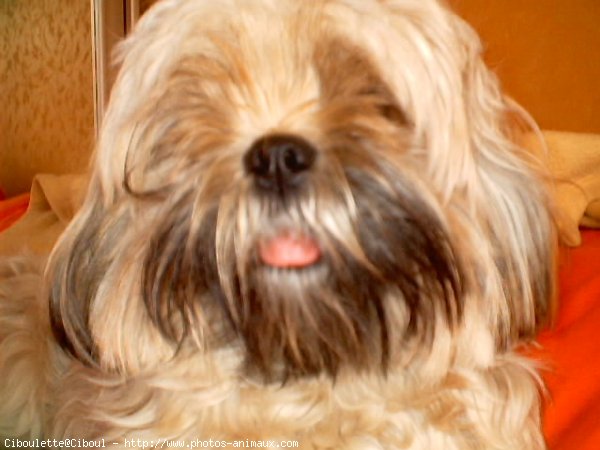 Photo de Lhassa apso