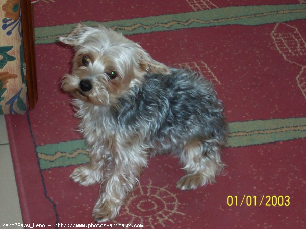 Photo de Yorkshire terrier