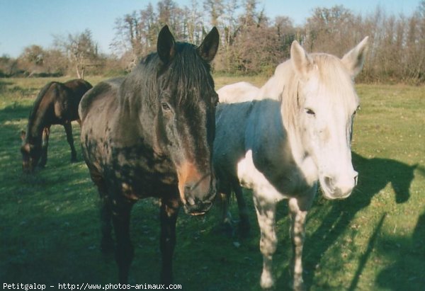 Photo de Races diffrentes