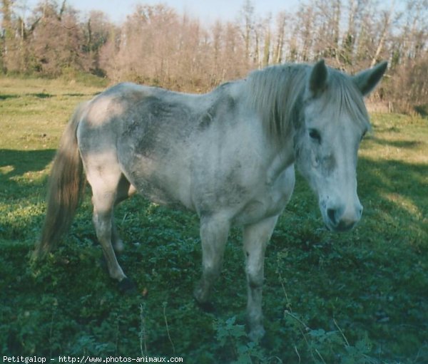 Photo de Camargue