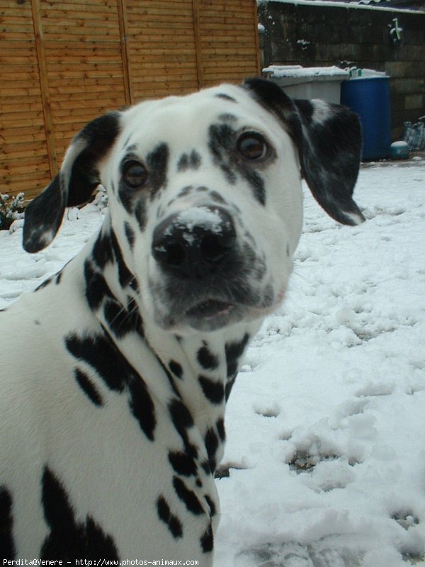 Photo de Dalmatien