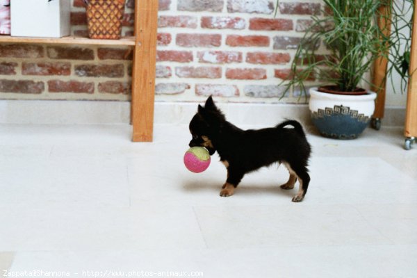 Photo de Chihuahua  poil court