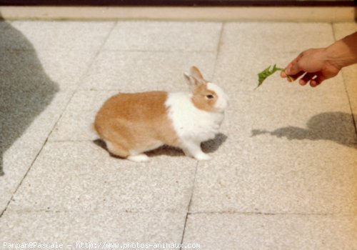 Photo de Lapin