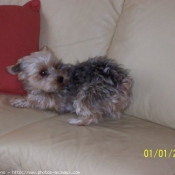 Photo de Yorkshire terrier