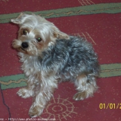 Photo de Yorkshire terrier