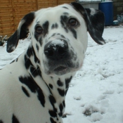 Photo de Dalmatien