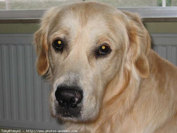 Photo de Golden retriever