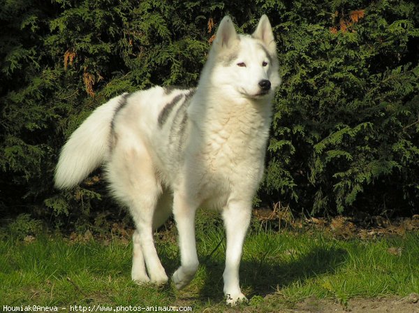 Photo de Husky siberien