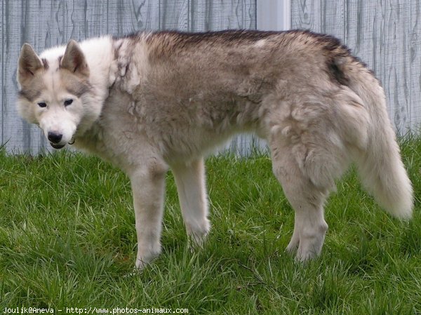 Photo de Husky siberien