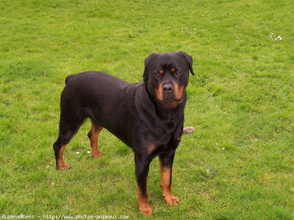 Photo de Rottweiler