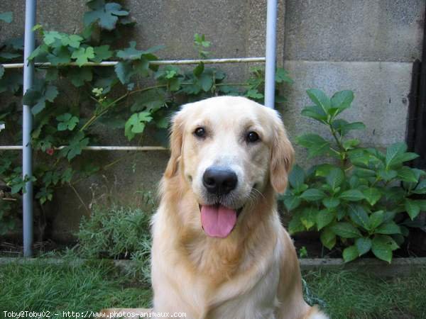 Photo de Golden retriever