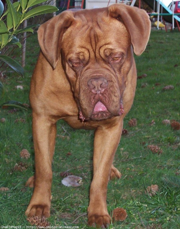 Photo de Dogue de bordeaux