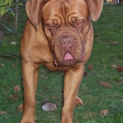 Photo de Dogue de bordeaux