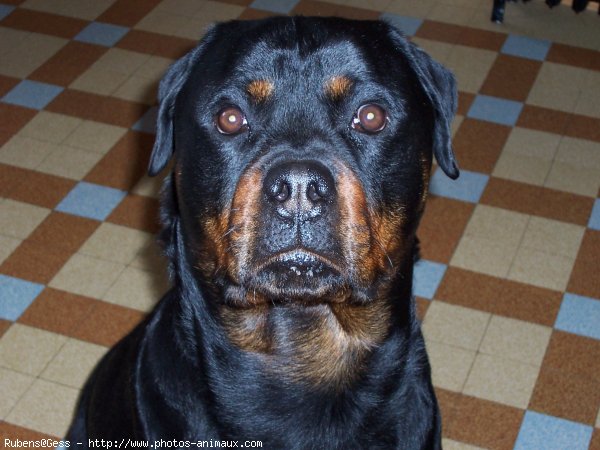 Photo de Rottweiler