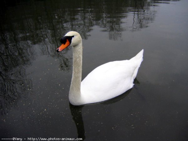 Photo de Cygne