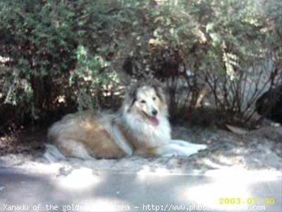 Photo de Chien de berger des shetland