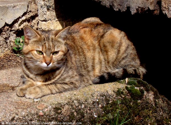 Photo de Chat domestique