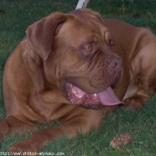 Photo de Dogue de bordeaux