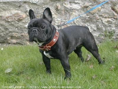 Photo de Bouledogue franais