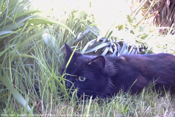 Photo de Chat domestique