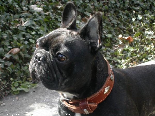 Photo de Bouledogue franais