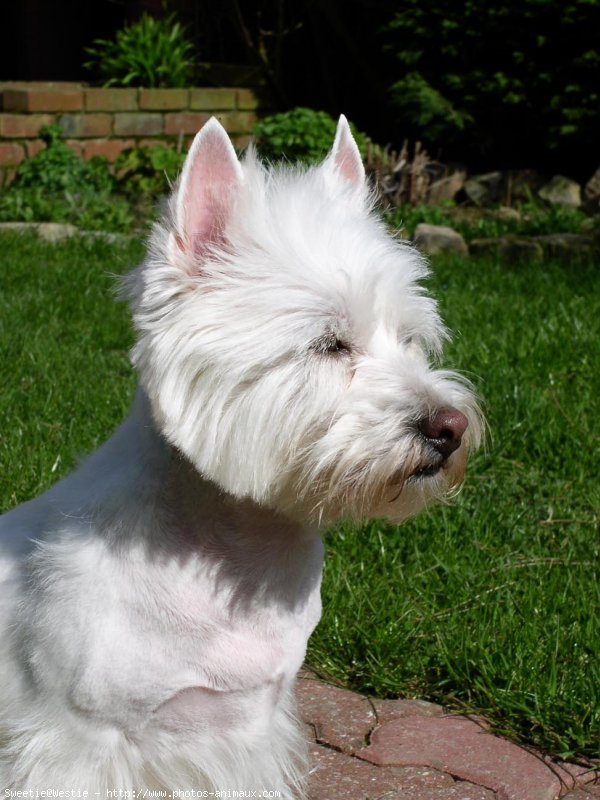 Photo de West highland white terrier