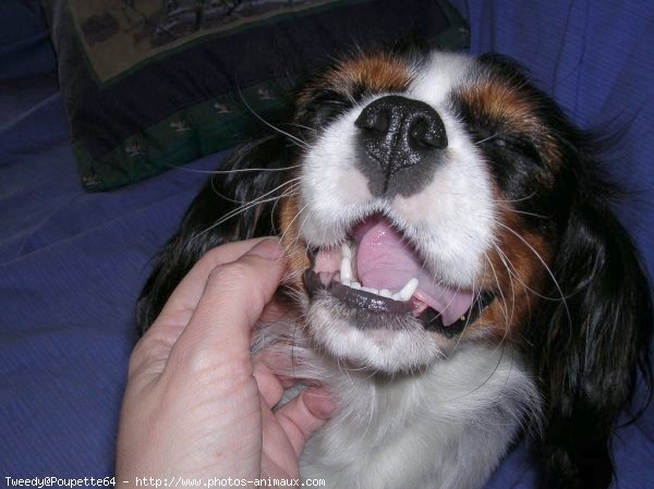 Photo de Cavalier king charles spaniel