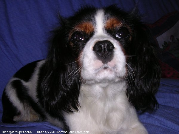 Photo de Cavalier king charles spaniel