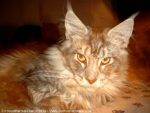 Photo de Maine coon