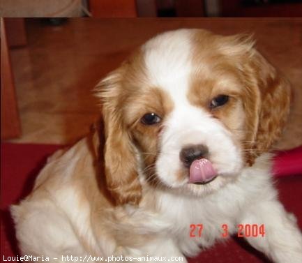 Photo de Cavalier king charles spaniel