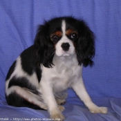 Photo de Cavalier king charles spaniel