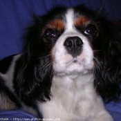 Photo de Cavalier king charles spaniel