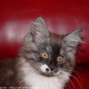 Photo de Maine coon