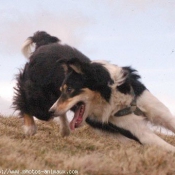 Photo de Border collie