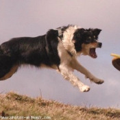 Photo de Border collie