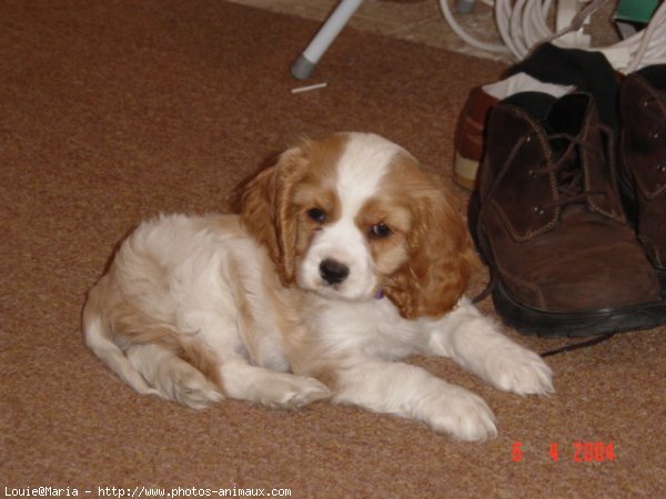 Photo de Cavalier king charles spaniel