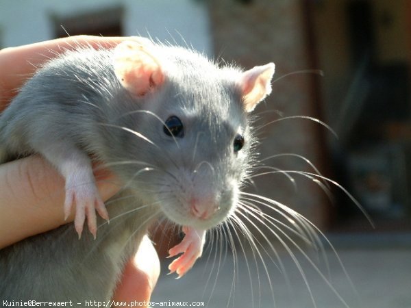 Photo de Rat