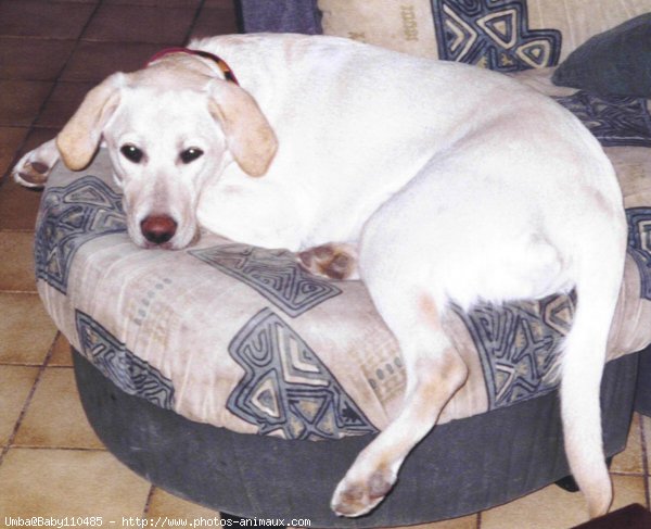 Photo de Labrador retriever