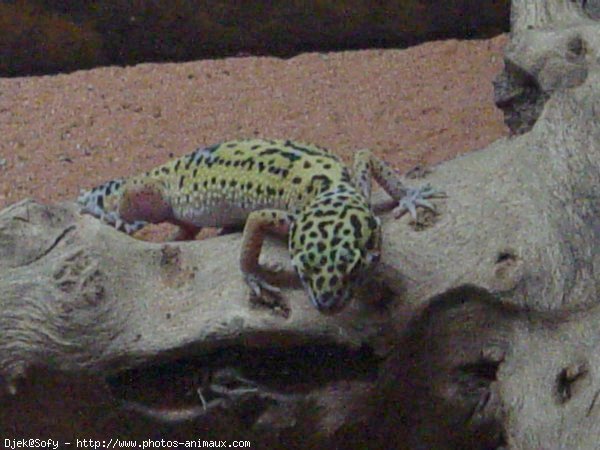 Photo de Gecko