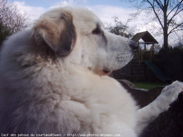 Photo de Chien de montagne des pyrnes