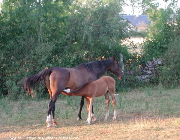 Photo de Selle franais