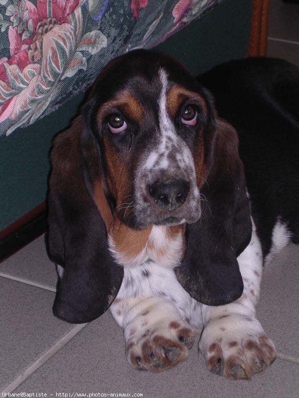 Photo de Basset hound