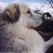 Photo de Chien de montagne des pyrnes